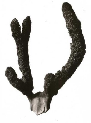 Rothirsch (Cervus elaphus). Geweih mit Perückenbildung. Sächsische Jagdausstellung 1935