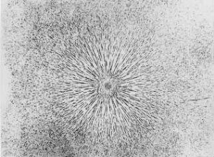 Kraftlinien eines Magnetpols, Leppin & Masche : Technikgeschichte | Physik | Magnetismus | Magnetismus und elektrische Kraftlinien