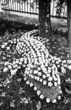 Blumenbeet in Form eines Krokodils im Botanischen Garten.