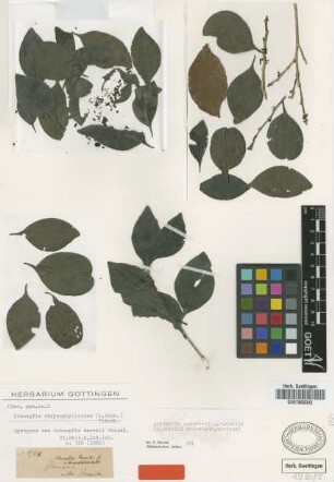 Schoepfia chrysophylloides (A.Rich.) Planch.