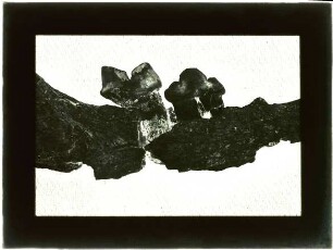 Panthera spelaea