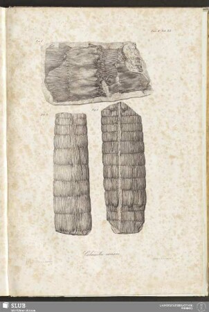 Fasc: IV. Tab: XX. Calamites varians