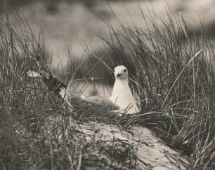 Sturmmöwe (Larus canus L.), brütend. Amrum