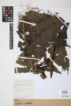 Bolbitis serratifolia (Mertens) Schott, 1834