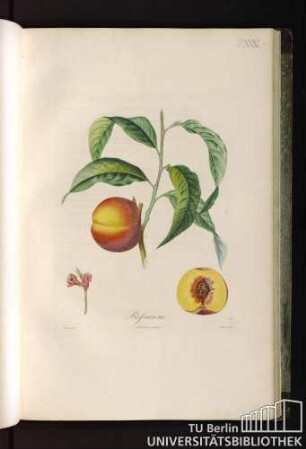 Pl. XXXI. Rossanne.
