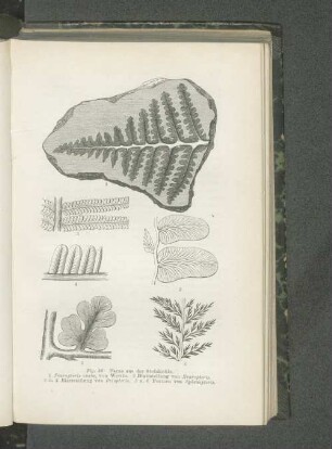 Fig. 86. Farne aus der Steinkohle.