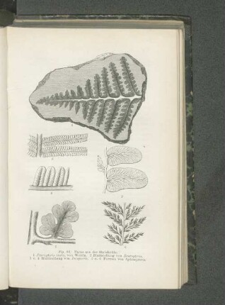 Fig. 86. Farne aus der Steinkohle.