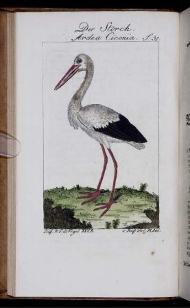 Der Storch. S.31.