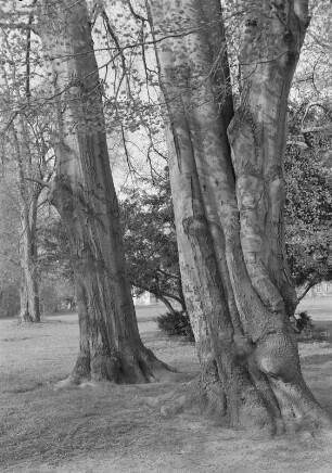 Rot- und Blutbuche : Rot- und Blutbuche. Park an der Ilm (1778/1833) in Weimar