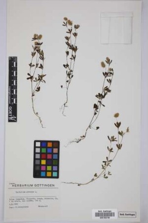 Trifolium arvense L.