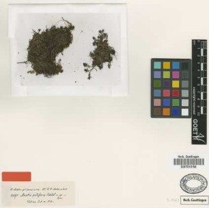 Anotis pilifera Schltdl. [type]