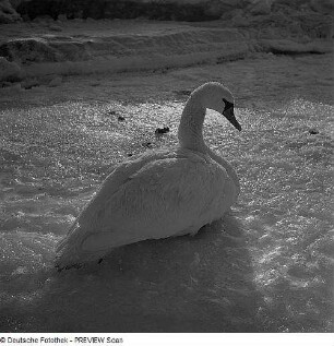 Schwan auf einer Eisfläche vor der Küste Rügens