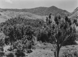 Bergwald : Vegetationsformen im Norden der Uluguru-Berge
