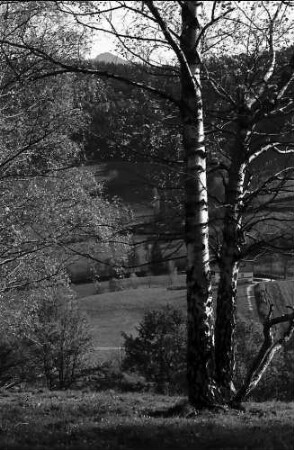 Birke im Herbstlicht bei Kirchzarten