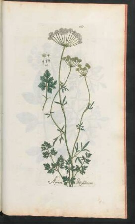 467. Apium petroselinum