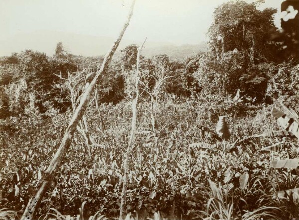 "Champ de taro. Maevo".