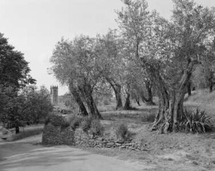 Garten der Villa Massei — Olivenhain