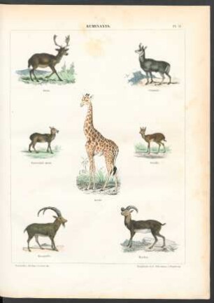 Tafel 9. Ruminants.