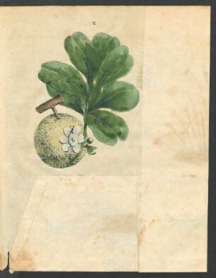 Tafel: [1. Der aegyptische Papyrus, 2. ...]