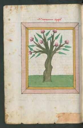 Granatapfel