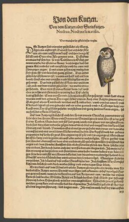 Von dem Kutzen oder Steinkutzen. Noctua. Noctua saxatilis.