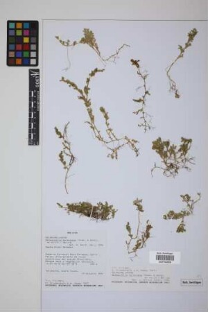Selaginella marginata (Kunth) Spring