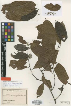 Dichapetalum fallax Ruhland [isotype]