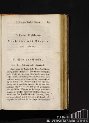 VI. Classe, II. Ordnung. Rundliche mit Rippen. (Fig. 11. Form. Taf.)