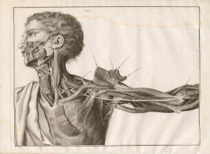 Muskeln und Arterien des Kiefers, des Halses, der Schulter und des Oberarms