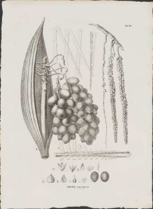 Tab. 83. Cocos botryophora.