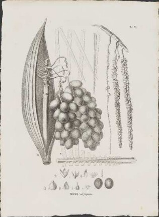 Tab. 83. Cocos botryophora.
