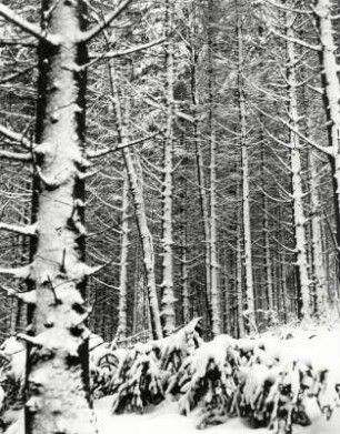 Baumstämme mit Schnee