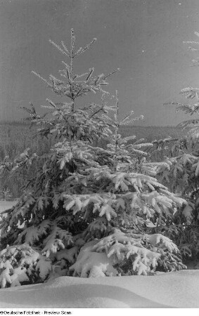 Schneebedeckte Bäume