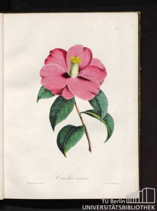 No. 3. Camellia aitonia.