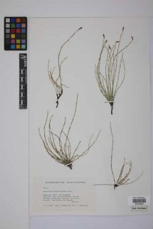 Equisetum giganteum L.