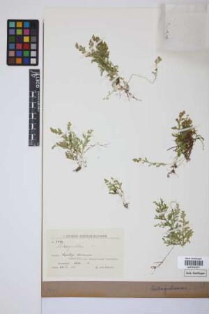 Selaginella P. Beauv.