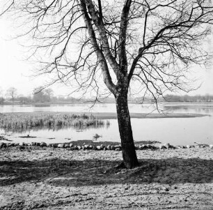 Hoisdorfer Teiche: vorn Baum: dahinter Feldsteinkante, Schilfgürtel und kleine Landzunge: am gegenüberliegenden Ufer Bäume