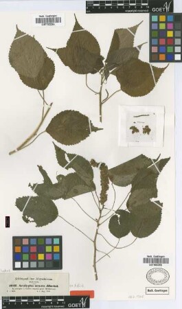 Acalypha ornata Hochst. ex A.Rich. [type]