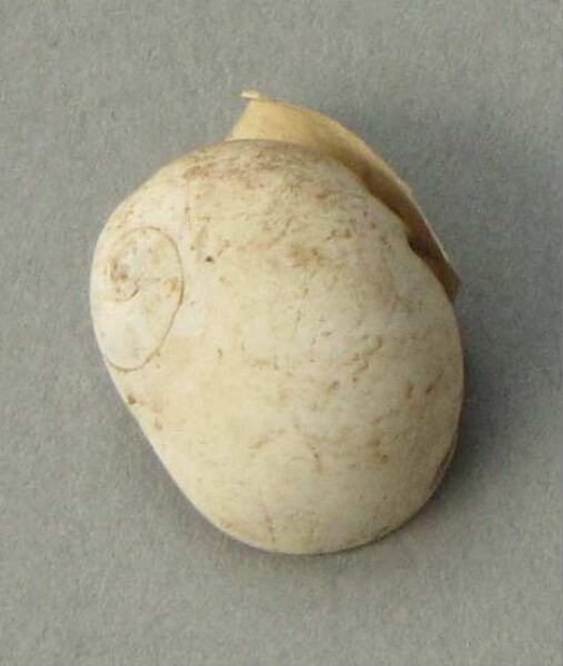 Snail shell