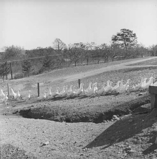 Long Island, Tinker Farm, Enten