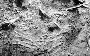 Freigelegter Skelettrest : Aufnahme von Überresten eines Skeletts