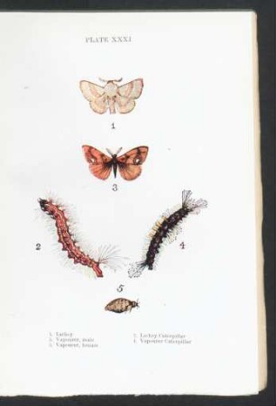 Plate XXXI