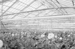 Denzlingen: Blumengärtnerei Beiermeister, Gewächshäuser mit Gerbera