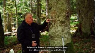 Methods and instruments of measuring the basic diameter of a standing tree