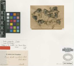 Draba reuteri Boiss. & A.Huet var. laxior Boiss.[type]