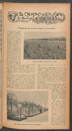 Plantación de árboles frutales ya formados : El campo y la chacra