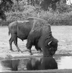 Zootiere. Bison im Tierpark Berlin-Friedrichsfelde
