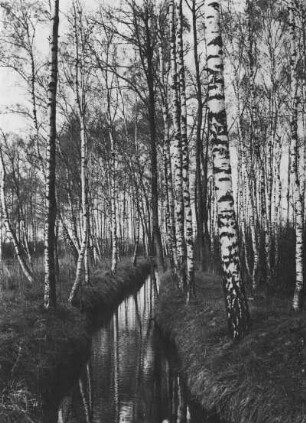 Ostsächsisches Tiefland. Neudorfer Moor. Entwässerungsgraben mit vorwiegend Birkenbestand