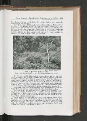 Porst im Heidmoor 1935