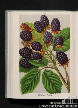 Wilsons Frühe.